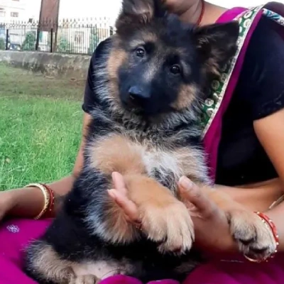 German Shepherd
 puppies for sale in Ajmer