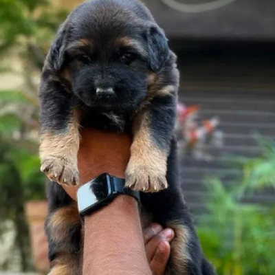 German Shepherd puppies for sale in Vijayawada