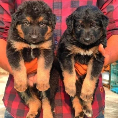 German Shepherd
 puppies for sale in Ajmer