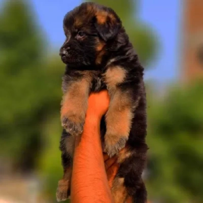 German Shepherd puppies for sale in Visakhapatnam