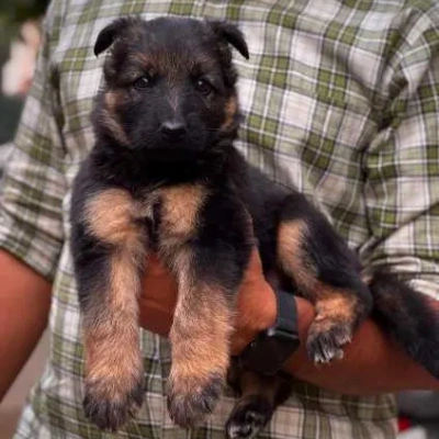 German Shepherd
 puppies for sale in Udaipur