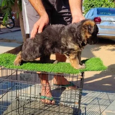 German Shepherd
 puppies for sale in Gurgaon