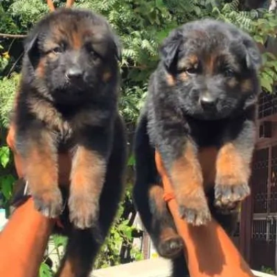 German Shepherd puppies for sale in Vijayawada