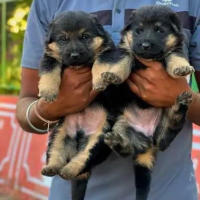 German Shepherd
 puppies for sale in Jodhpur