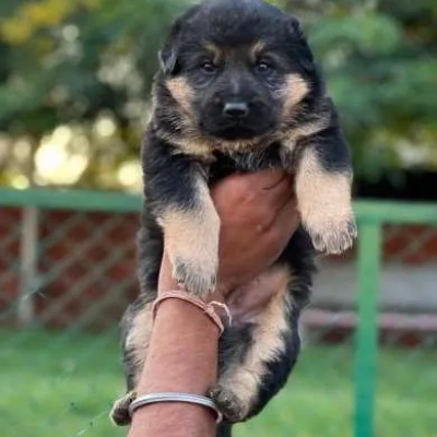 German Shepherd
 puppies for sale in Ajmer