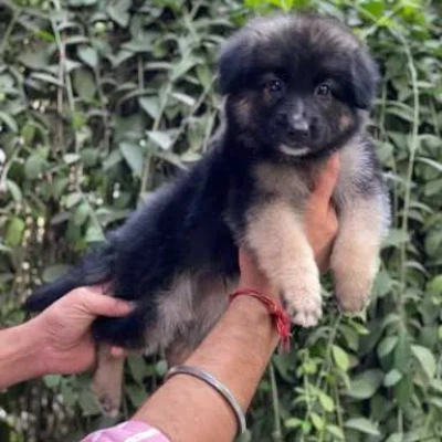 German Shepherd
 puppies for sale in Ajmer