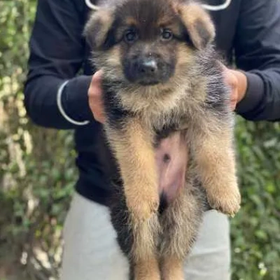 German Shepherd
 puppies for sale in Jodhpur