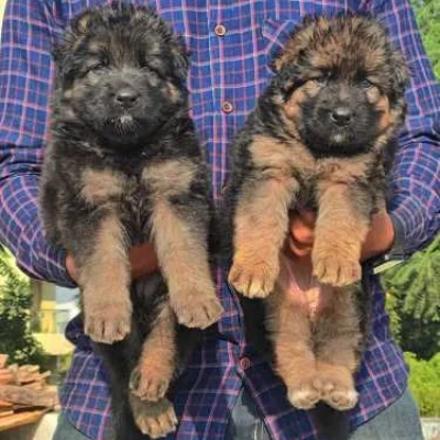 German Shepherd
 puppies for sale in Ajmer