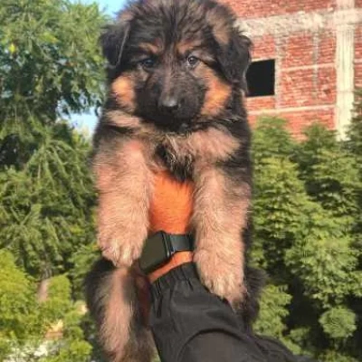 German Shepherd
 puppies for sale in Ajmer