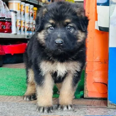 German Shepherd puppies for sale in Vijayawada