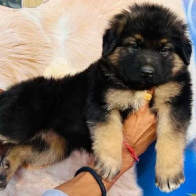 German Shepherd
 puppies for sale in Kota