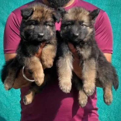 German Shepherd
 puppies for sale in Kota