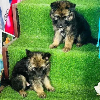 German Shepherd
 puppies for sale in Udaipur