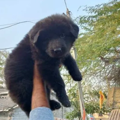 German Shepherd puppies for sale in Vijayawada