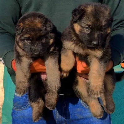 German Shepherd puppies for sale in Vijayawada