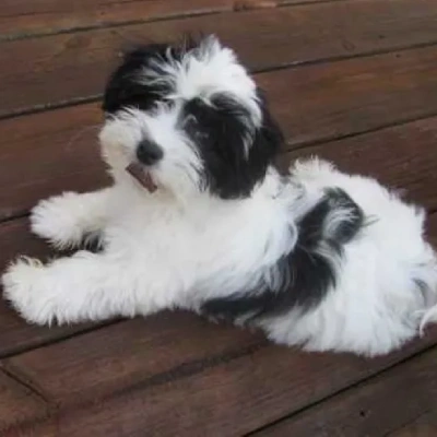 Havanese puppies for sale in Bikaner