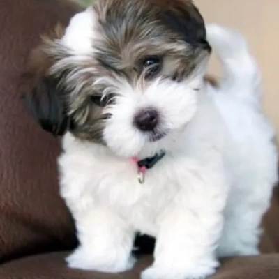 Havanese puppies for sale in Ajmer