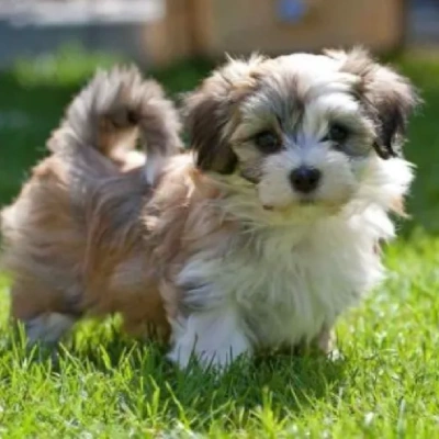 Havanese puppies for sale in Bikaner