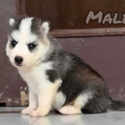 Siberian Husky puppies for sale in Kota