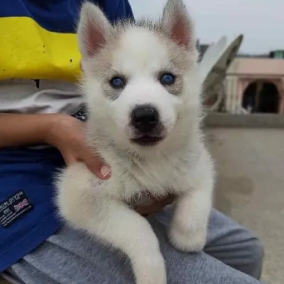 Siberian Husky puppies for sale in Visakhapatnam