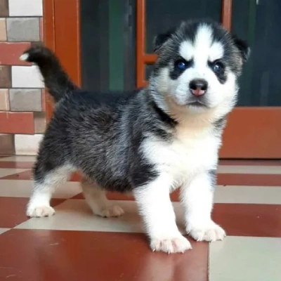 Siberian Husky puppies for sale in Gurgaon