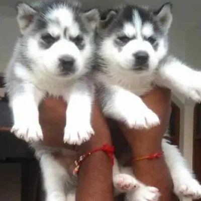 Siberian Husky puppies for sale in Visakhapatnam