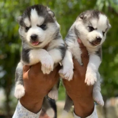 Siberian Husky puppies for sale in Udaipur