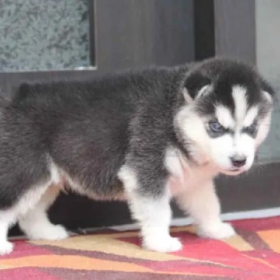 Siberian Husky puppies for sale in Gurgaon