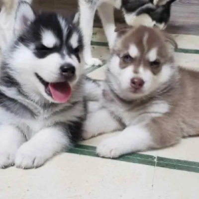 Siberian Husky puppies for sale in Bikaner