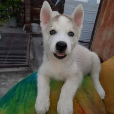 Siberian Husky puppies for sale in Gurgaon