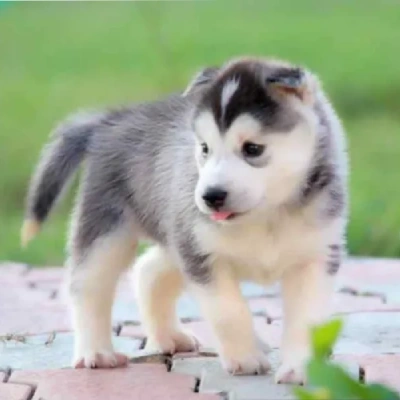 Siberian Husky puppies for sale in Gurgaon