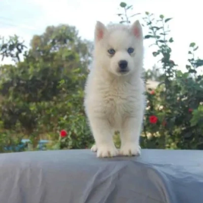 Siberian Husky puppies for sale in Ajmer