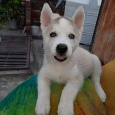 Siberian Husky puppies for sale in Jodhpur