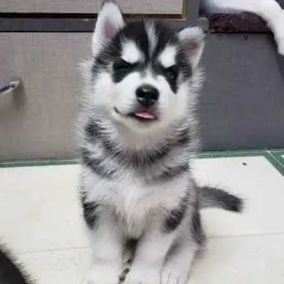 Siberian Husky puppies for sale in Kota