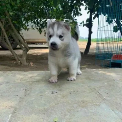 Siberian Husky puppies for sale in Gurgaon