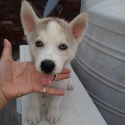 Siberian Husky puppies for sale in Udaipur