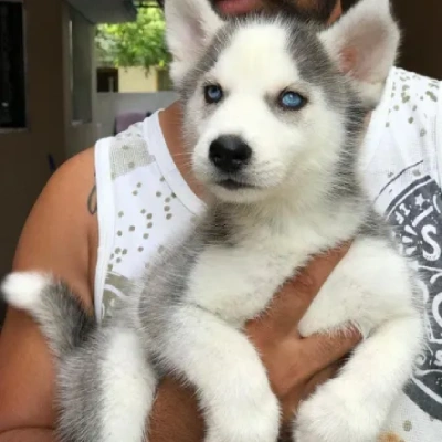 Siberian Husky puppies for sale in Jodhpur