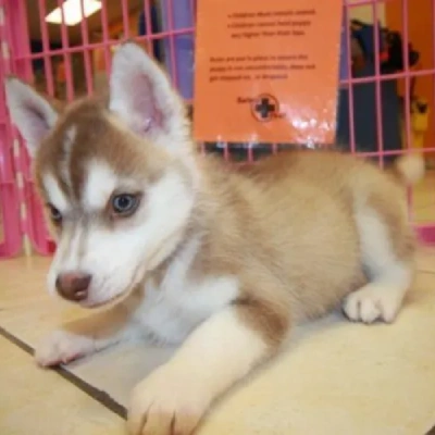 Siberian Husky puppies for sale in Udaipur