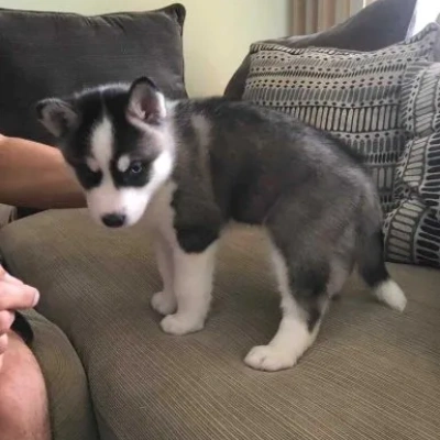 Siberian Husky puppies for sale in Bikaner