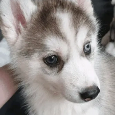 Siberian Husky puppies for sale in Kota