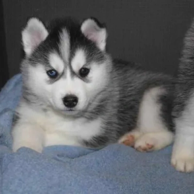 Siberian Husky puppies for sale in Jodhpur