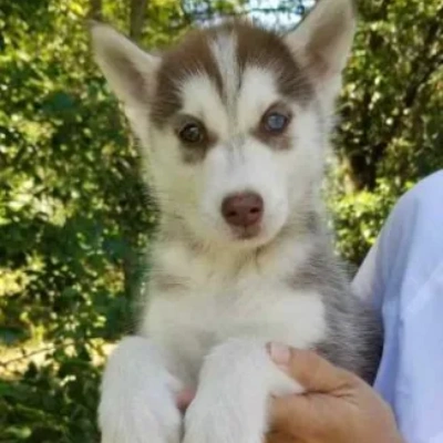 Siberian Husky puppies for sale in Visakhapatnam