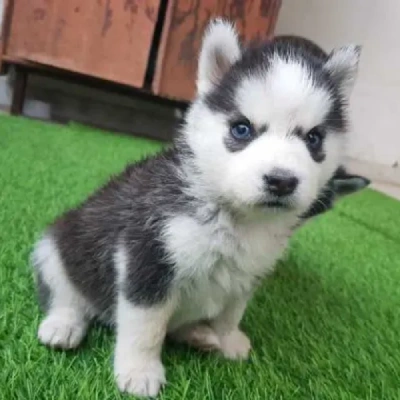 Siberian Husky puppies for sale in Udaipur