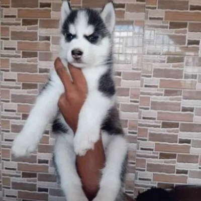 Siberian Husky puppies for sale in Kota