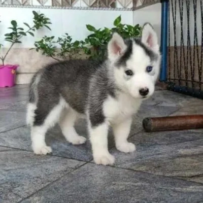 Siberian Husky puppies for sale in Bikaner