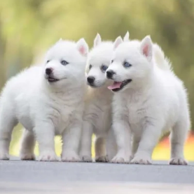 Siberian Husky puppies for sale in Bikaner