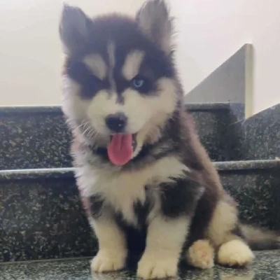 Siberian Husky puppies for sale in Gurgaon