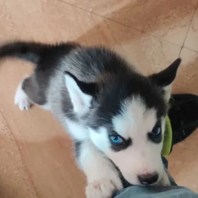 Siberian Husky puppies for sale in Udaipur