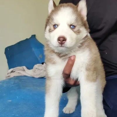 Siberian Husky puppies for sale in Jodhpur