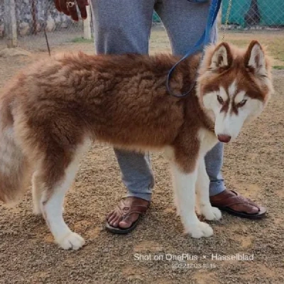 Siberian Husky puppies for sale in Bikaner